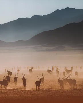 Wildlife and nature in Angola